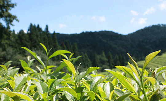 女生昵稱簡(jiǎn)短唯美英文